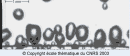 nucleate animation